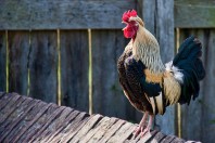 coq