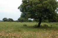 Plaine de Crau