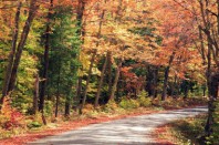 foret-fnsea-une