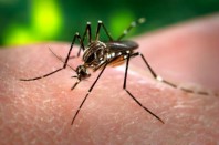 moustique-zika-UNE
