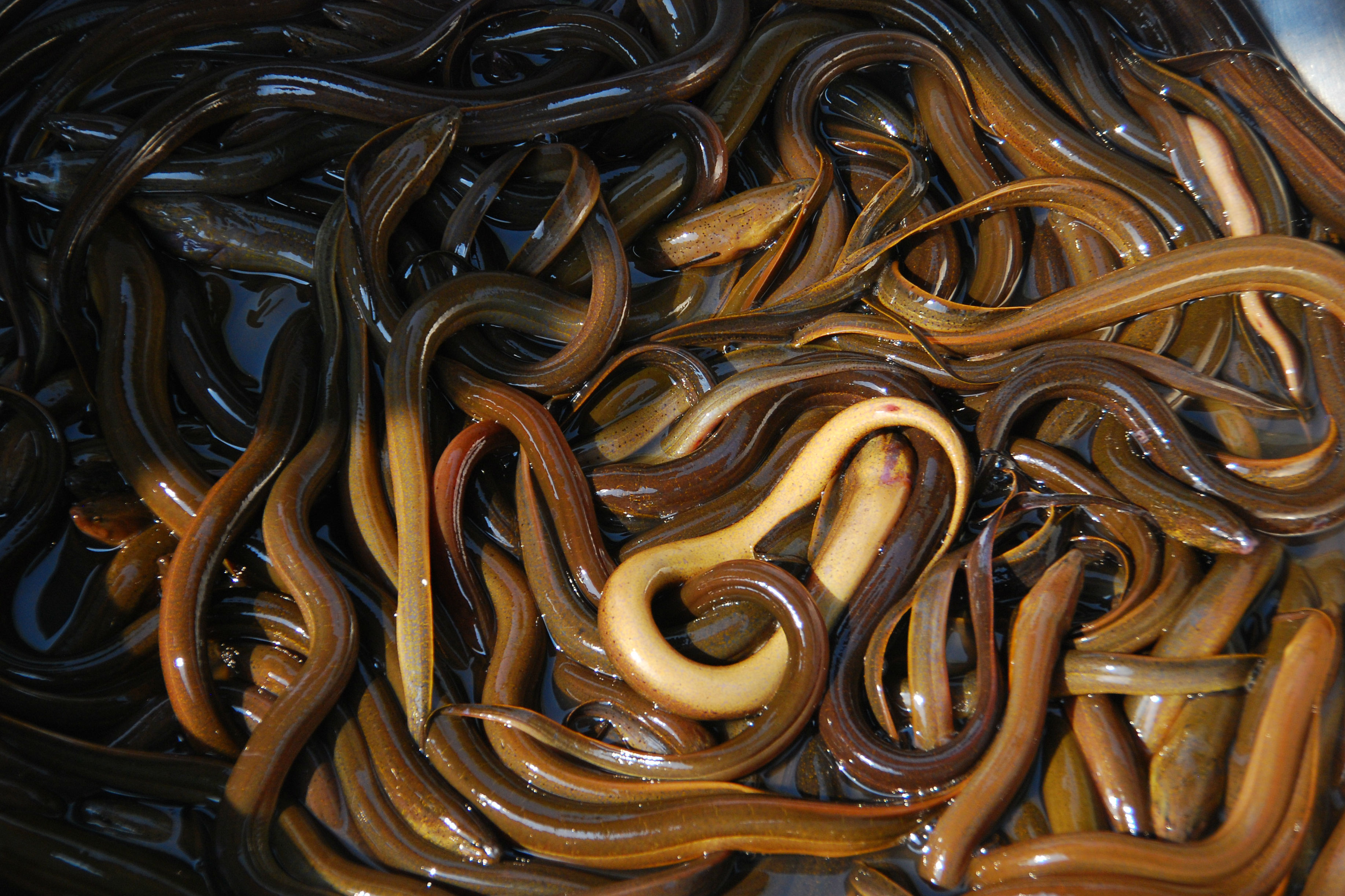 Les anguilles, le maire et sa pelleteuse