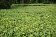 Plantes