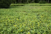 Plantes