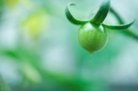 tomate pas mûre