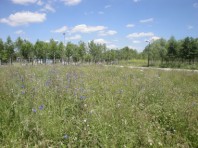 une ecojardin