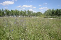 une ecojardin