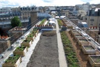 une-toit-végétal